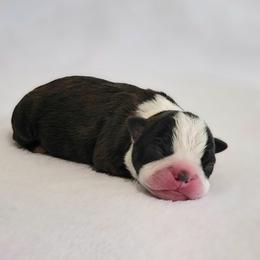 Boston Terrier Puppies from White Valley Boston Terriers