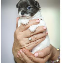 Chihuahua Puppies from ,, Vajda” chihuahua club