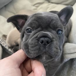 French Bulldog Puppies from 1011 French Bulldogs