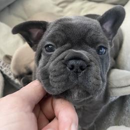French Bulldog Puppies from 1011 French Bulldogs