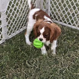 Chewy - Cavalier King Charles Spaniel puppy in Marshall, Arkansas from Kate’s Cavaliers
