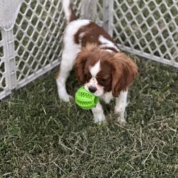 Chewy - Cavalier King Charles Spaniel puppy in Marshall, Arkansas from Kate’s Cavaliers