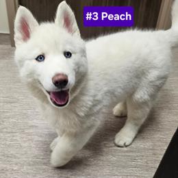 3 (peach) - White female Siberian Husky puppy in Dane, Wisconsin from Sunny Hurricane Siberians