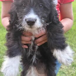 Arizona - Black and white female Aussiedoodle puppy in Four Oaks, North Carolina from RoseWest Farms