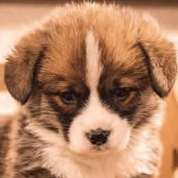 Pembroke Welsh Corgi Puppies from Merrygold Corgis