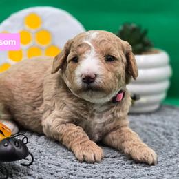 Blossom - Apricot female Goldendoodle puppy in Summerville, South Carolina from Channys Doodles