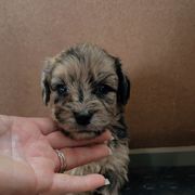 Red - Merle male Whoodle puppy in Youngstown, Florida from Wonderland’s Boujie Kennels