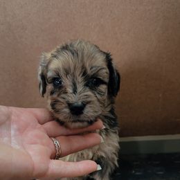 Red - Merle male Whoodle puppy in Youngstown, Florida from Wonderland’s Boujie Kennels