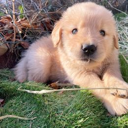 Boy 6 - Golden Retriever puppy in Newport, Pennsylvania from Liberty Golden Retrievers