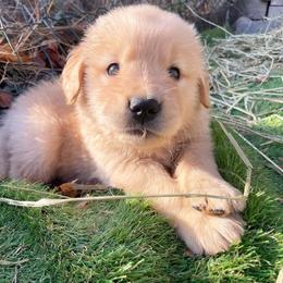 Boy 6 - Golden Retriever puppy in Newport, Pennsylvania from Liberty Golden Retrievers