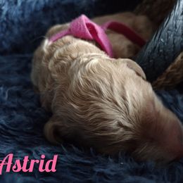 Girl 1 - Apricot Assorted Doodle Crosses puppy in Havelock, North Carolina from Pupsaddlife