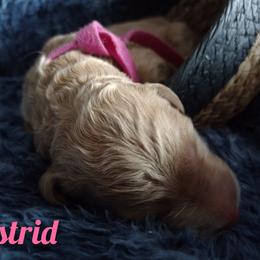 Girl 1 - Apricot Assorted Doodle Crosses puppy in Havelock, North Carolina from Pupsaddlife