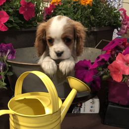 Cavalier King Charles Spaniels from Cozy Cavaliers