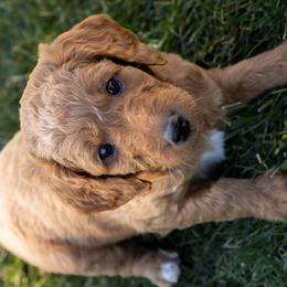 Goldendoodles from Teresa Carlson