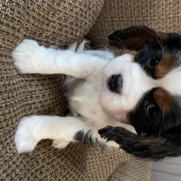 Cavalier King Charles Spaniel Puppies from Patch of Land Acres
