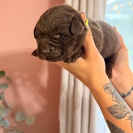 Green boy - Chocolate male Labrador Retriever puppy in Conway, Missouri from Ozark Mountain Kennel