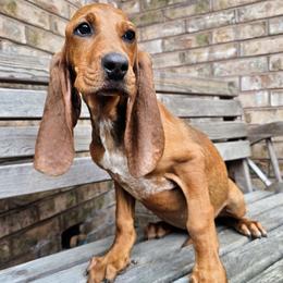 Reba - Red female Colombian Fino Hound puppy in Kingston, Tennessee from Fino Hounds USA