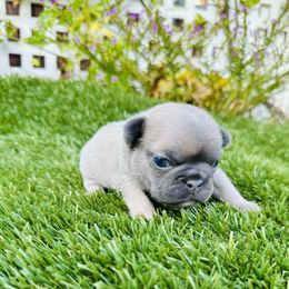 Bluey - Blue fawn male French Bulldog puppy in Jacksonville, Florida from Jacksonville Frenchies