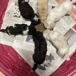 Poodle puppies from Alysia Saleice Estes