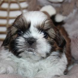 Boy 1 - Red and white male Shih Tzu puppy in Craig, Colorado from Rocky Mountain Shih Tzus and Dry Creek Miniature Dachshunds