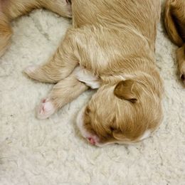 Australian Labradoodle Puppies from Salona Australian Labradoodles