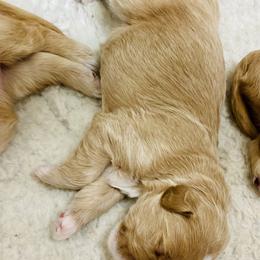 Australian Labradoodle Puppies from Salona Australian Labradoodles