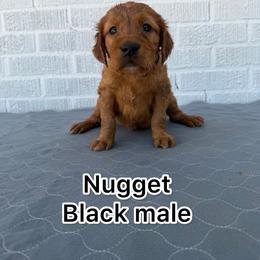 Black nugget - Golden male Golden Retriever puppy in Salt Lake City, Utah from Soaring golden retrievers