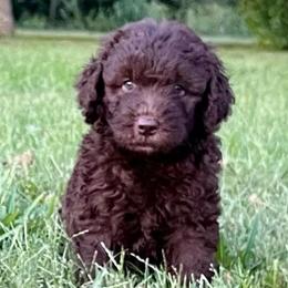 Ms Aimee - Chocolate female Assorted Doodle Crosses puppy in Kansas City, Missouri from Beary GoldenDoodles