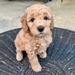 Goldendoodle Puppies from Lykeable Farms
