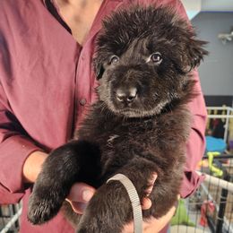 Valor (Grey collar) - Black male German Shepherd puppy in Columbus, Indiana from Stony Lonesome GSD