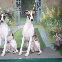 Whippet All Grown Up from Timbreblue Whippets