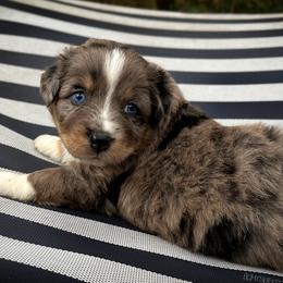 Nicolas - Blue merle male Australian Shepherd puppy in Lexington, South Carolina from Lightspeed Kennels