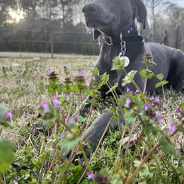 Weimaraner Puppies from Three Oak’s Kennel