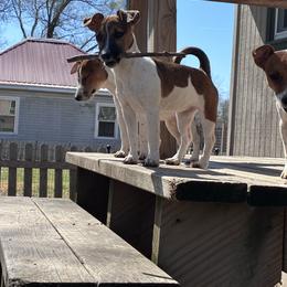 Duchess Grande Anne - White and tan female Russell Terrier puppy in Missouri from Royal Russells Ranch