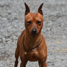 Trace - Miniature Pinscher