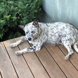Australian Cattle Dog Puppies from 4C Cattle Dogs