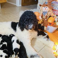Goldendoodle Puppies from Cole Family Doodles