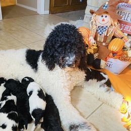 Goldendoodle Puppies from Cole Family Doodles