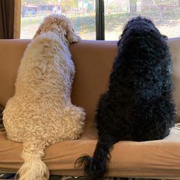 Labradoodles from River Run Labradoodles