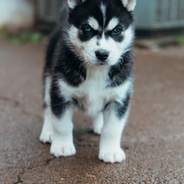 Siberian Husky Puppies from Chelsea's Huskies