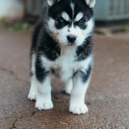 Siberian Husky Puppies from Chelsea's Huskies