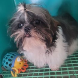 Rocket - Brindle male Shih Tzu puppy in Kansas City, Missouri from Echomoon Shih Tzu