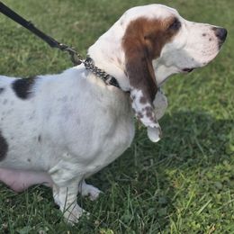 Sage - Black white and tan female Basset Hound puppy in Amelia, Ohio from Lady Mae Bassets
