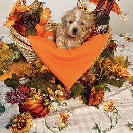 Assorted Doodle Crosses Puppies from Cotton Rose Kennels