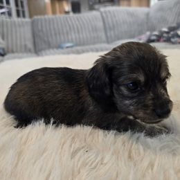 Boy 2 - Cream male Dachshund puppy in Price, Utah from Stone Kennels