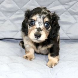 Girl 1 - female Dachshund puppy in Raleigh, North Carolina from McLovin Doxies