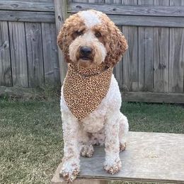 Savvy - Goldendoodle