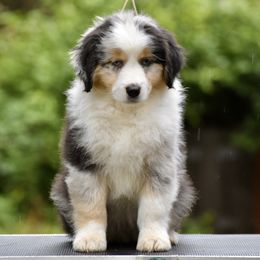 Australian Shepherd and Miniature American Shepherd Puppies from Bright Heart Aussies & Miniature American Shepherds