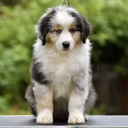 Australian Shepherd and Miniature American Shepherd Puppies from Bright Heart Aussies & Miniature American Shepherds