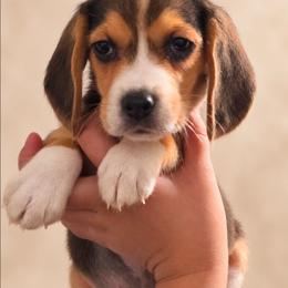 Oz - Blue tan and white male Beagle puppy in Lake City, Florida from Sunkissed Beagles